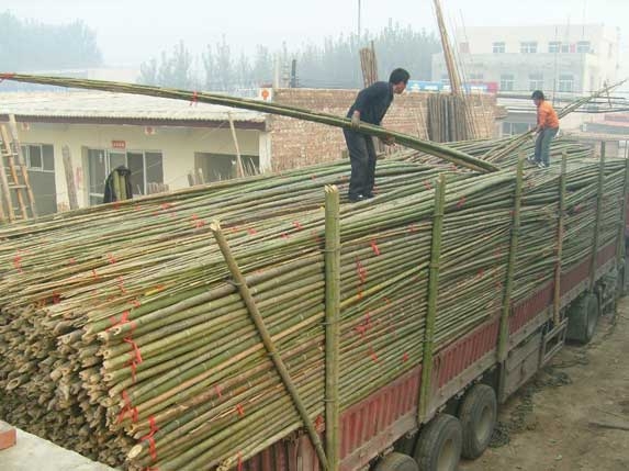 用竹竿和薄膜搭建簡(jiǎn)易薄膜大棚的方法