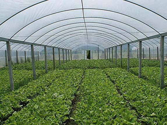 石河子連棟大棚種植的蔬菜圖片